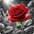 Beautiful red rose 100% waterproof vinyl sticker decal - many sizes