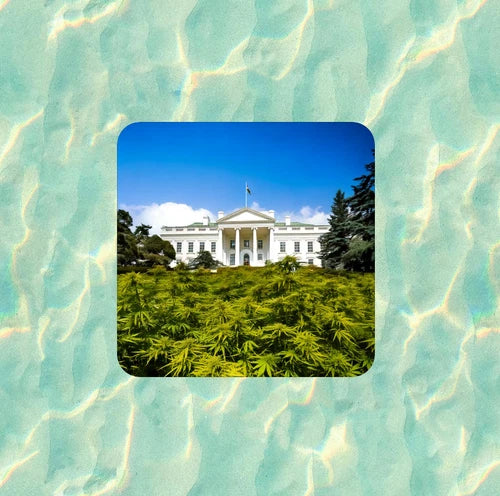 Marijuana plants at the White House 100% waterproof vinyl sticker- several sizes