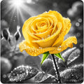 Beautiful yellow rose 100% waterproof vinyl sticker decal - many sizes available